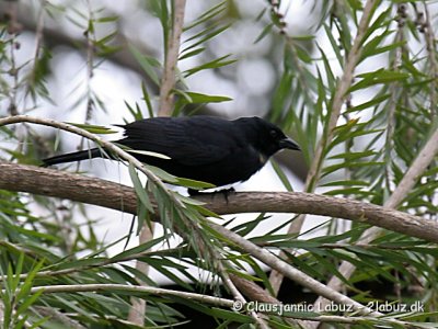 Cuban Blackbird / Cubaglansstærling