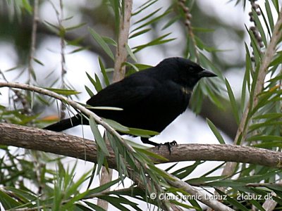 Cuban Blackbird / Cubaglansstærling