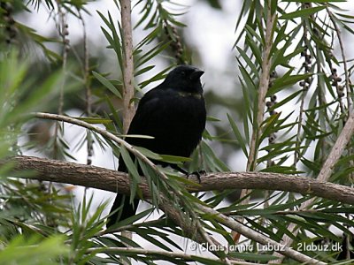 Cuban Blackbird / Cubaglansstærling