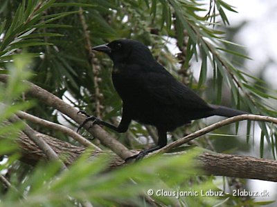 Cuban Blackbird / Cubaglansstærling