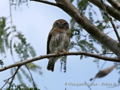 Cuban Pygmy Owl / Cubaspurveugle