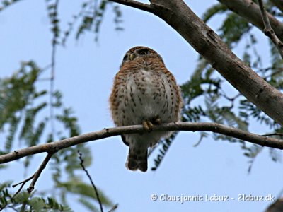 Cuban Pygmy Owl / Cubaspurveugle