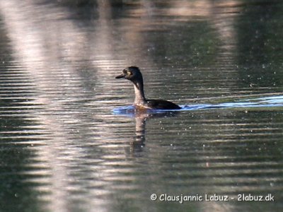 Least Grebe / Dværglappedykker