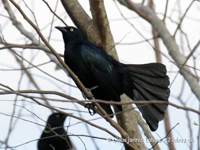 Greater Antillean Grackle / Antilgrackel