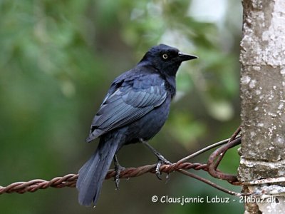 Greater Antillean Grackle / Antilgrackel