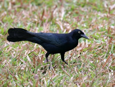 Greater Antillean Grackle / Antilgrackel