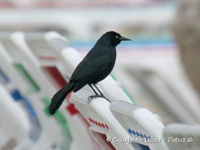 Greater Antillean Grackle / Antilgrackel
