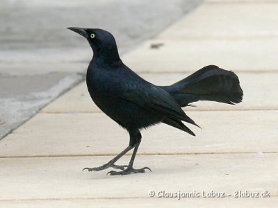 Greater Antillean Grackle / Antilgrackel