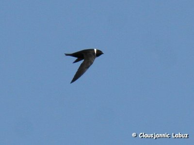 White-collared Swift / Hvidkravet sejler