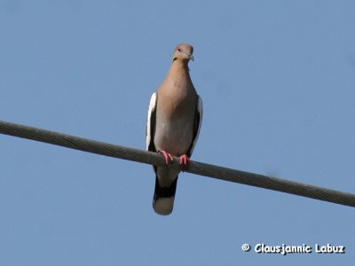 Whitewinged Dove / Hvidvingedue