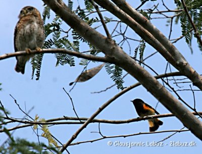 Cuban Pygmy Owl and American Redstart / Ildstjert og Cubaspurveugle