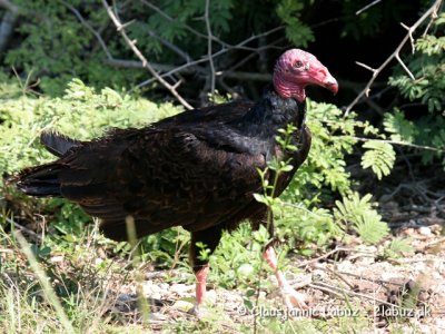 Turkey Vulture / Kalkungrib