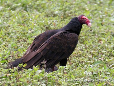 Turkey Vulture / Kalkungrib