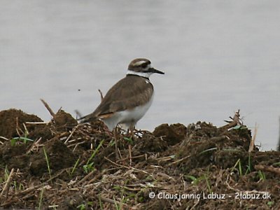 Kildeer / Kildire