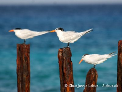 Royal Terns / Kongeterner