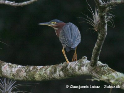 Green Heron / Krabbehejre