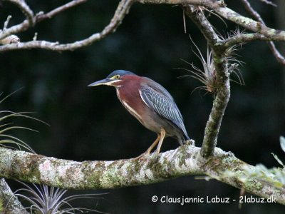 Green Heron / Krabbehejre