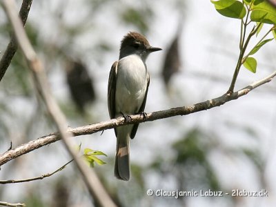 Lasagra Flycatcher / Lasagra Fluesnapper