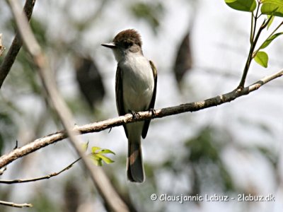 Lasagra Flycatcher / Lasagra Fluesnapper