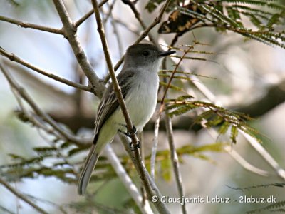 Lasagra Flycatcher / Lasagra Fluesnapper