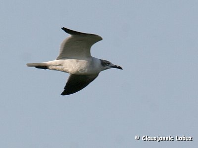 Laughing Gull / Lattermaage