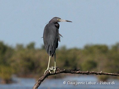 Little Blue Heron / Lille Blåhejre