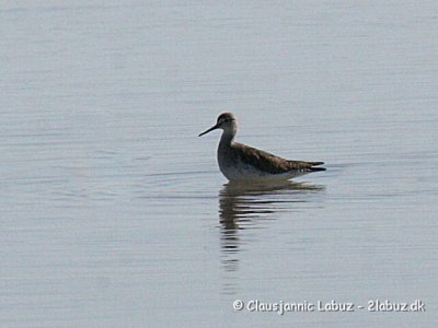 Lesser Yellowlegs / Lille Gulben