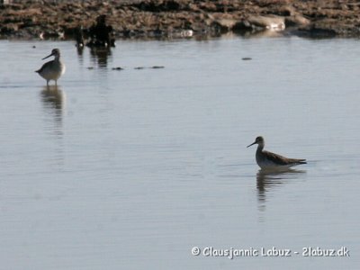 Lesser Yellowlegs / Lille Gulben