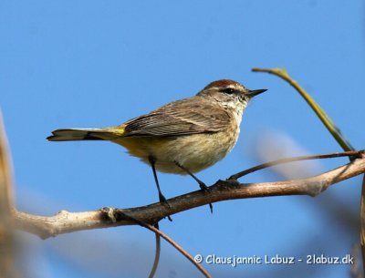 Palm Warbler /Palmesanger (Mossanger)