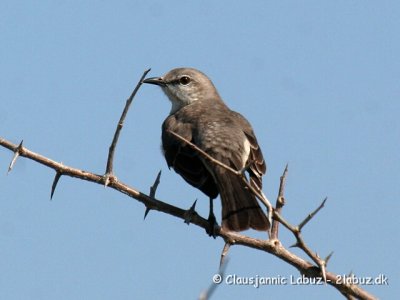 Northern Mockingbird / Nordlig spottedrossel