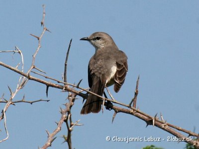 Northern Mockingbird / Nordlig spottedrossel
