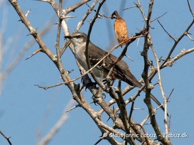 Northern Mockingbird / Nordlig spottedrossel
