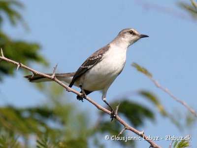 Northern Mockingbird / Nordlig spottedrossel