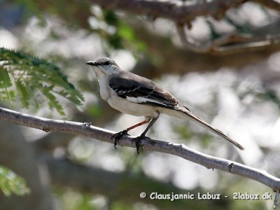 Northern Mockingbird / Nordlig spottedrossel