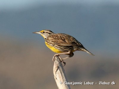 Eastern Meadowlark / Østlig Englærke