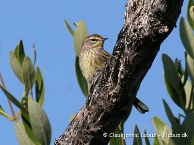 Palm Warbler / Palmesanger (Mossanger)