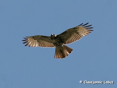 Redtailed Hawk / Rødhalet Våge