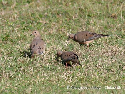 Mourning Dove / Sørgedue