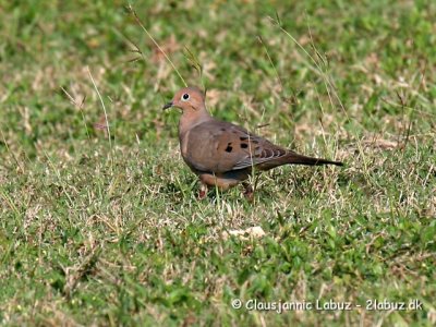 Mourning Dove / Sørgedue