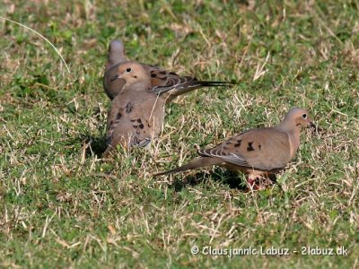 Mourning Dove / Sørgedue