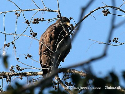 Cuban Blackhawk / Sortvåge