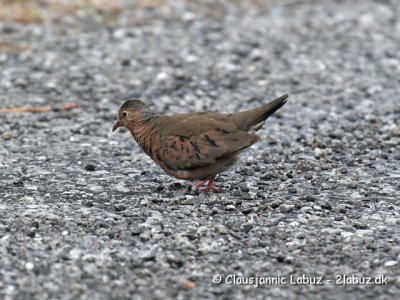 Common Ground Dove / Spurvedue