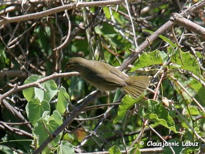 Yellow-faced Grassquit / Stor Cubafinke