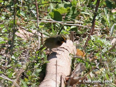 Yellow-faced Grassquit / Stor Cubafinke