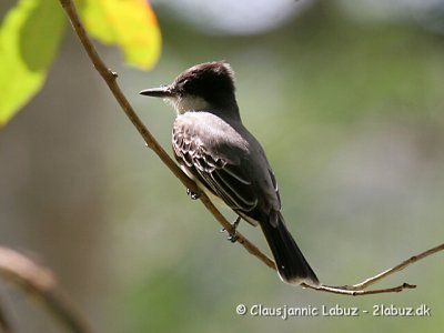 Loggerhead Kingbird / Storhovedet Kongetyran