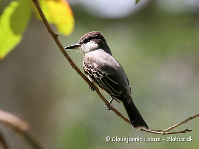 Loggerhead Kingbird / Storhovedet Kongetyran