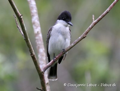 Loggerhead Kingbird / Storhovedet Kongetyran