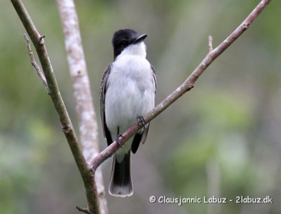 Loggerhead Kingbird / Storhovedet Kongetyran