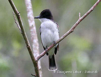 Loggerhead Kingbird / Storhovedet Kongetyran