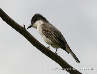 Loggerhead Kingbird / Storhovedet Kongetyran